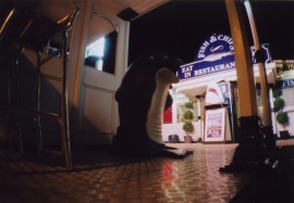 Shark, Brighton Pier
