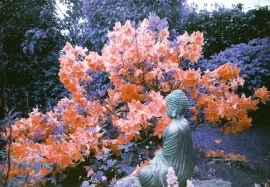 The Buddha of Maesycrugiau