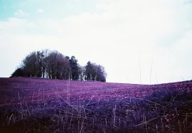 Dinefwr Park, Llandeilo