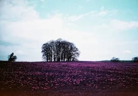 Dinefwr Park, Llandeilo