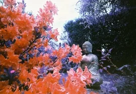 The Buddha of Maesycrugiau