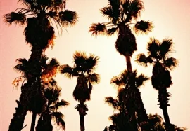 Palm Trees, Pla&ccedil;a Santa Susagna, Girona