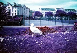 Seagull, Teignmouth
