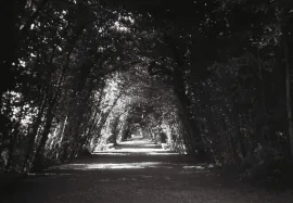 Ragnaie (spiders lane), Boboli Gardens, Florence