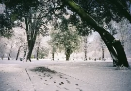 Cardiff in the Snow