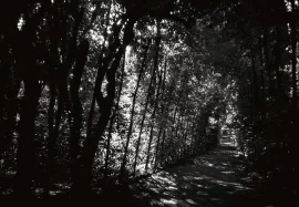 Ragnaie (spiders lane), Boboli Gardens, Florence