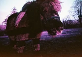 Pony, Llanllwni