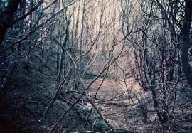 Woods, Maesycrugiau