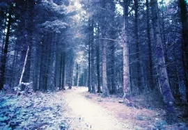 Long Wood, Ceredigion