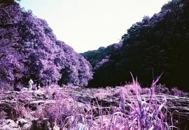 Cenarth Falls