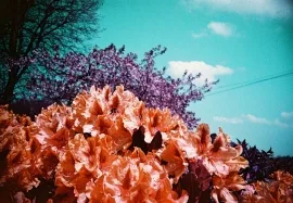 Flowers, Maesycrugiau