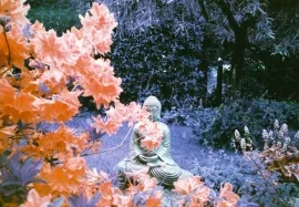 The Buddha of Maesycrugiau
